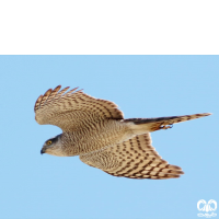 گونه پیغو Levant Sparrowhawk